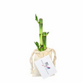 3 Stalk Lucky Bamboo Bundle in Natural Cotton Bag w/ Custom Plant Tag
